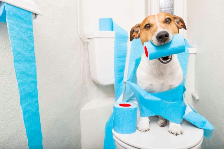 Dog Training Tips: How to Teach Your Dog Good Bathroom Habits