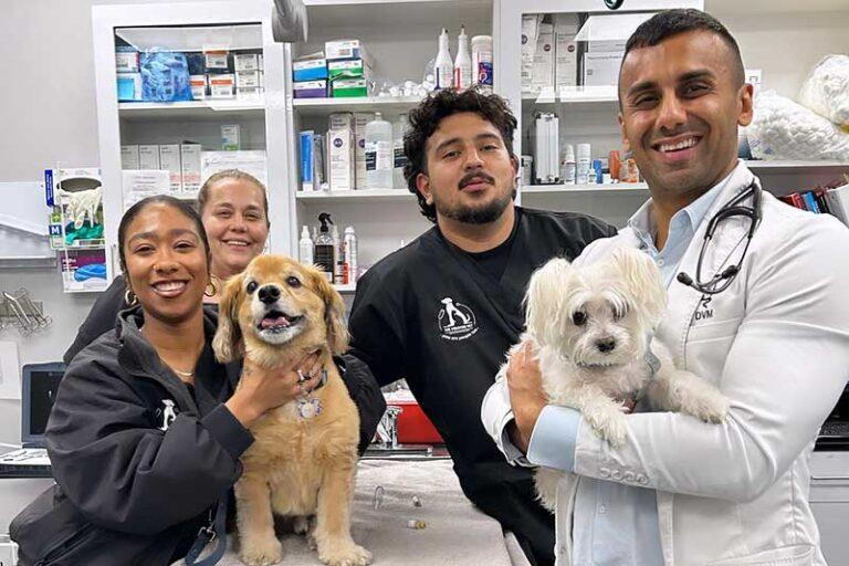 The Importance of Regular Vet Check-ups for Your Dog