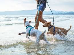 Fun Outdoor Activities for You and Your Dog