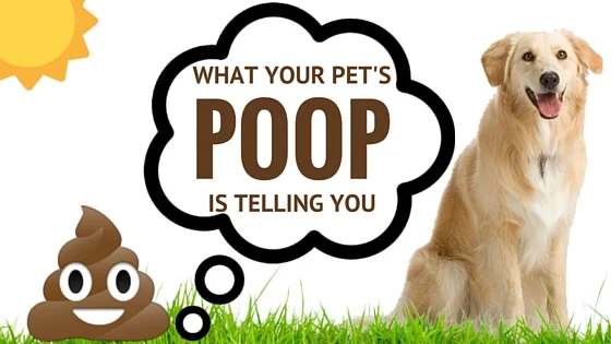 Understanding Your Dog’s Behavior: The Scoop on Poop